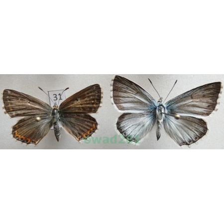 Polyommatus coridon (Poda, 1761) pair Poland31